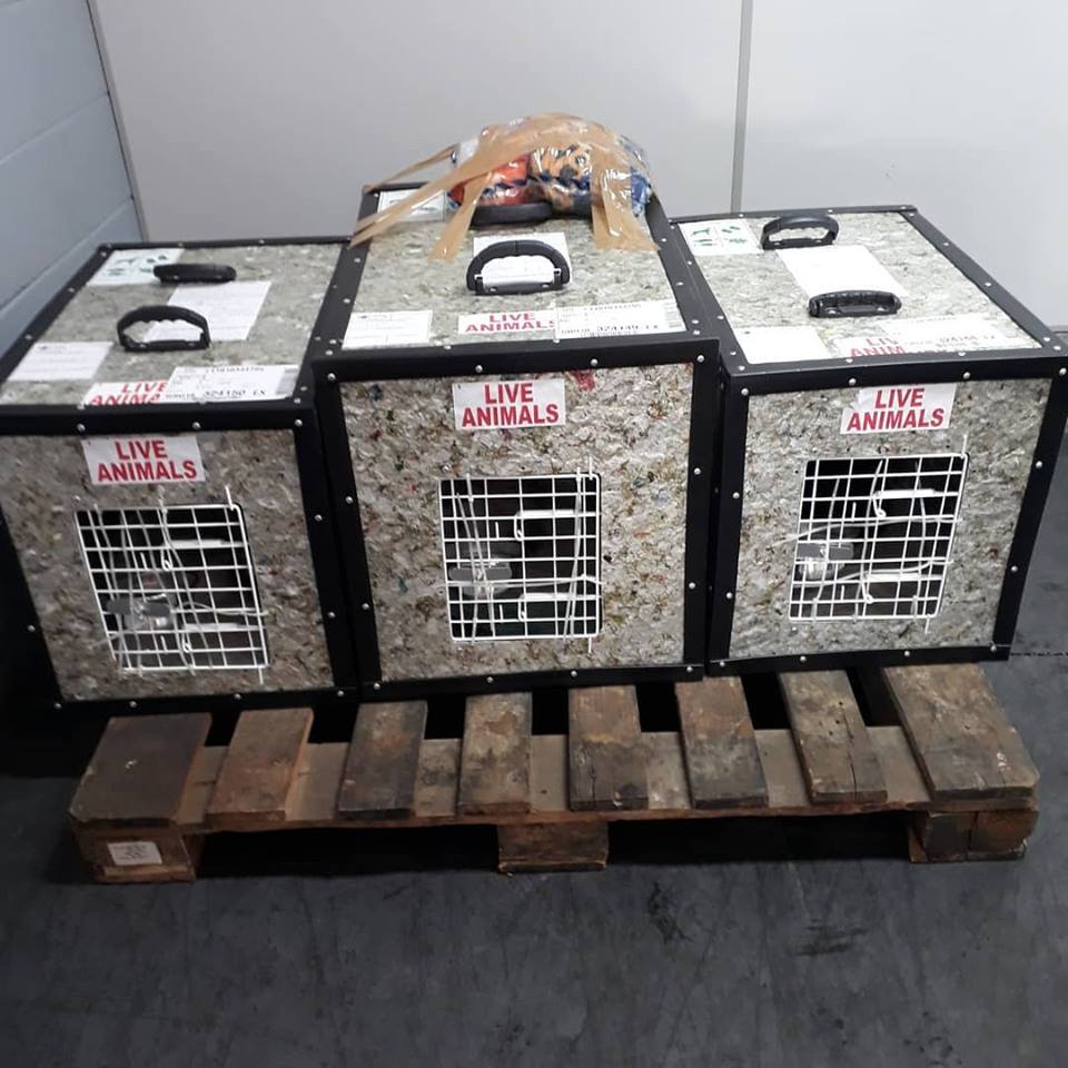 EMBALAGENS ESPECIAIS (PET)