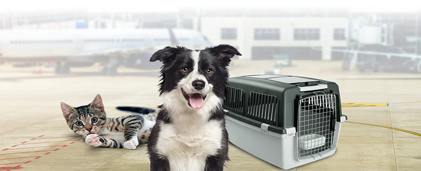 Despacho e Desembaraço Aduaneiro